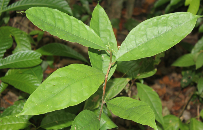 Figura 17. Planta hospedera de <i>Colla coelestis</i> (Bombycidae), esta planta se llama <i>Maquira costaricana</i> (Moraceae), localidad Medrano Estación Biológica Quica Sector Pitilla ACG (380m). Foto: Ricardo Calero, 21 Abril 2020.