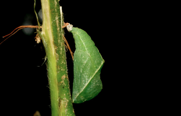 Figura 6. Pupa de [i[Libytheana mexicana</i> (Nymphalidae), vista lateral, localidad Mamones Sector Mundo Nuevo ACG (365m). Voucher: 07-SRNP-60946-DHJ436197.jpg.