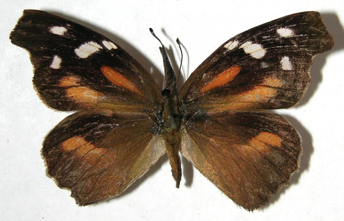 Figura 7. Adulto de <i>Libytheana mexicana</i> (Nymphalidae), vista dorsal, localidad Mamones Sector Mundo Nuevo ACG (365m). Voucher: 07-SRNP-60947-DHJ383622.jpg.