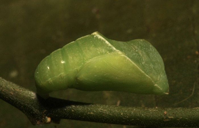 Figura 5. Pupa de <i>Libytheana mexicana</i> (Nymphalidae), vista lateral, localidad Amonias Sector Pitilla ACG (390m). Voucher: 16-SRNP-31005-DHJ735031.jpg.