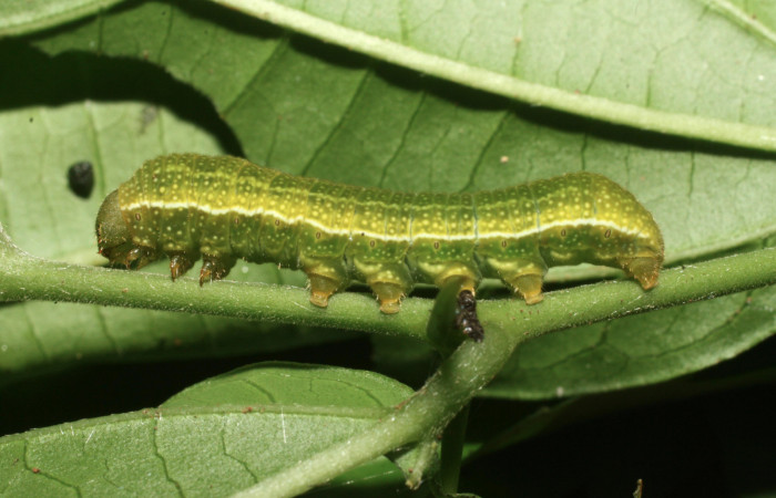 Figura 3. Larva [i[Libytheana mexicana</i> (Nymphalidae), último estadío (U) vista lateral, localidad Quebrada Otilio Sector Cacao ACG (550m). Voucher: 16-SRNP-36517-DHJ709947.jpg.