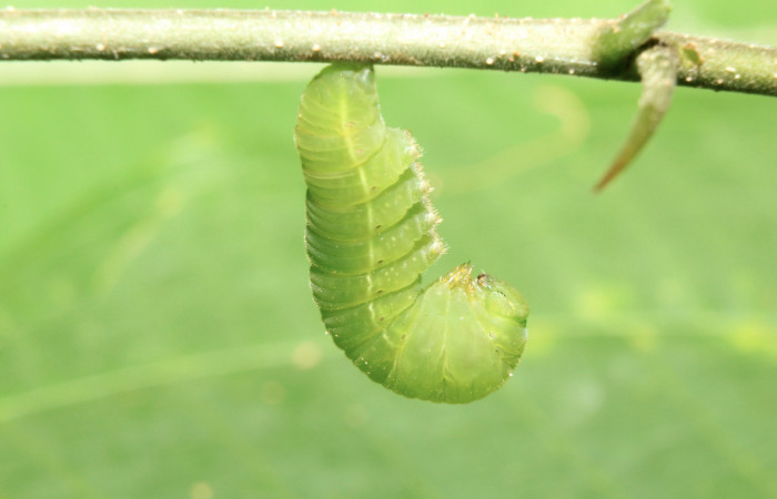 Figura 4. Larva <i>Libytheana mexicana</i> (Nymphalidae), en estado de prepupa vista lateral, localidad Medrano Estación Biológica Quica Sector Pitilla ACG (380m). Voucher: 17-SRNP-70716-DHJ737159.jpg.