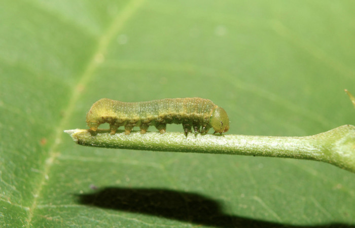 Figura 2. larva <i>Libytheana mexicana</i> (Nymphalidae), penúltimo estadío (PU) vista lateral, localidad Medrano Estación Biológica Quica Sector Pitilla ACG (380m). Voucher: 17-SRNP-70755-DHJ737176.jpg.