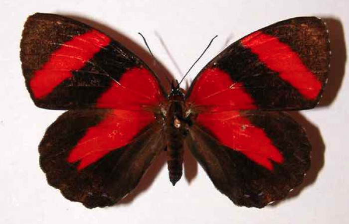 Fig. 1 Vista dorsal hembra <i>Callicore pitheas</i> (Nymphidae). Bosque San Emilio, Sector Santa Rosa, 300m. 91-SRNP-814-DHJ34186.