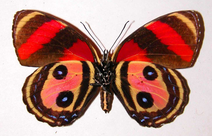 Fig. 2 Vista ventral hembra <i>Callicore pitheas</i> (Nymphidae) Bosque San Emilio, Sector Santa Rosa, 300m. 91-SRNP-814-DHJ34187.