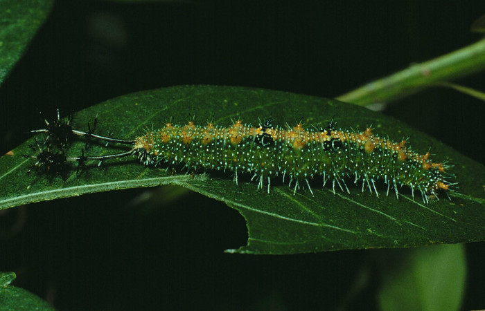 Fig. 5 Larva lateral entera u estadio <i>Callicore pitheas</i> (Nymphalidae). Bosque San Emilio, Sector Santa Rosa 300m. 90-SRNP-2618-DHJ13785.