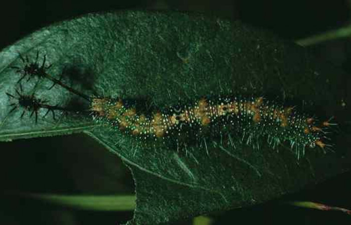 Fig. 6 Larva dorsal entera u estadio <i>Callicore pitheas</i>  (Nymphalidae). Bosque San Emilio, Sector Santa Rosa. 300m. 90-SRNP-2618-DHJ13782.