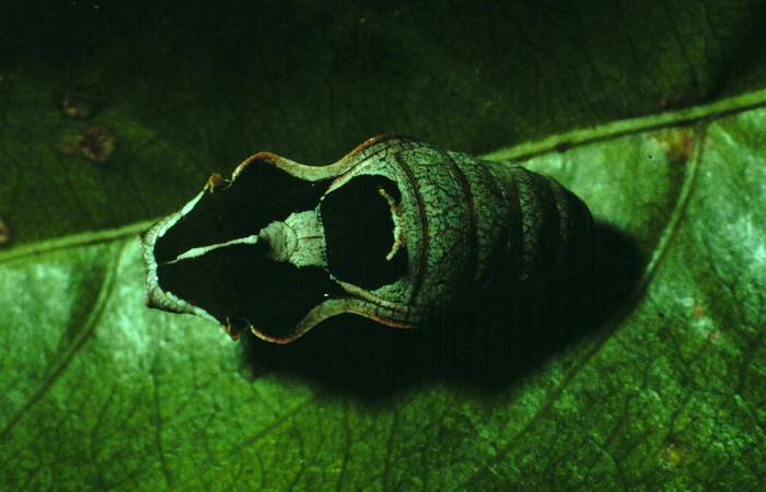 Fig. 8 Pupa dorsal entera <i>Callicore pitheas</i> (Nymphalidae). Bosque San Emilio, Sector Santa Rosa, 300m. 90-SRNP-2635-DHJ13844.
