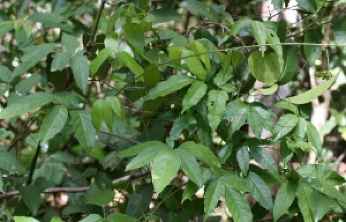 Fig. 9 Planta <i>Serjania atrlineata{/i] (Sapindaceae) Sector El Hacha, Estacion Los Almendros, 617mm hospedera de larva <i>Callicore pitheas</i> (Nymphalidae).