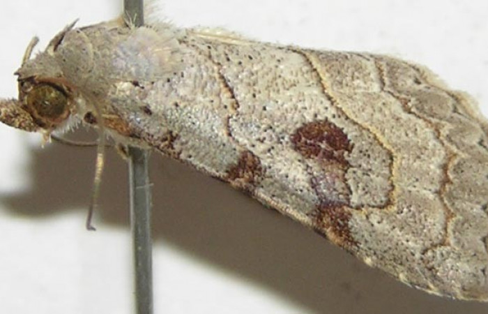 Fig.1 Adulto <i>Antiblemma</i> Poole31  parte lateral mostrando característica de la familia  Erebidae.  Voucher: 08-SRNP-30523-DHJ397631.jpg