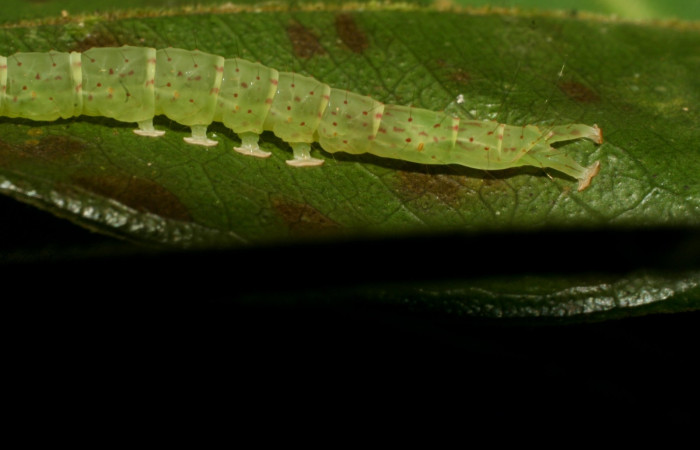 Fig.2 Larva  <i>Antiblemma</i> Poole31 en último estadío mostrando la parte propatas, característica. importante de la familia Erebidae.  Voucher: 09-SRNP-31673-DHJ458713.JPG