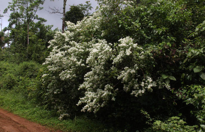 Fig.3  <i>Myrcia splendens</i>  Planta hospedera de <i>Antiblemma</i> Poole31 Estación Pitilla en Area de Conservación Guanacaste, febrero 2019, Foto. Calixto Moraga.