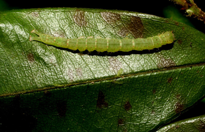 Fig .4  Larva <i>Antiblemma</i> Poole31 en último estadio mostrando puntitos  dorsales carácter importante de la especie. Voucher: 09-SRNP-31673-DHJ458708.JPG