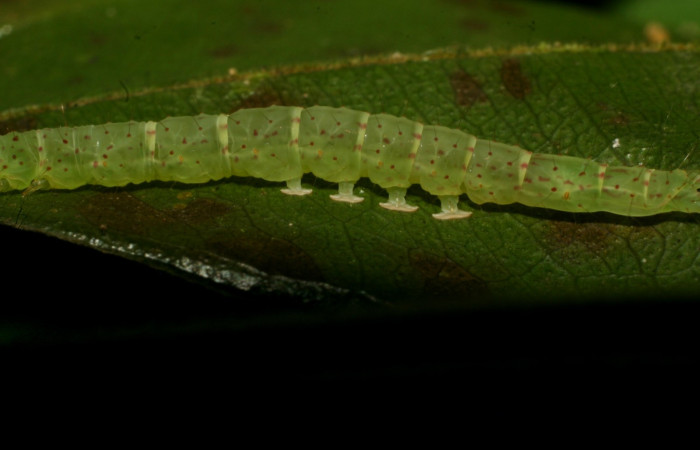 Fig. 5 Larva <i>Antiblemma</i> Poole33  en último estadio mostrando propasas rosadas.  Voucher:  09-SRNP-31673-DHJ458712.JPG