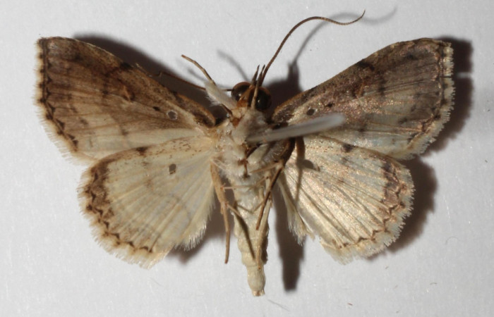 Fig.7 Adulto <i>Antiblemma</i> Poole31 ventral. Voucher:  17-SRNP-32559-DHJ937319.jpg