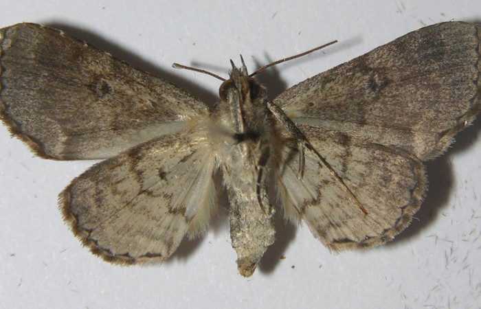 Fig.3  Adulto <i>Antiblemma anthea</i>  parte ventral. Hembra. Voucher:11-SRNP-72615-DHJ556909.jpg