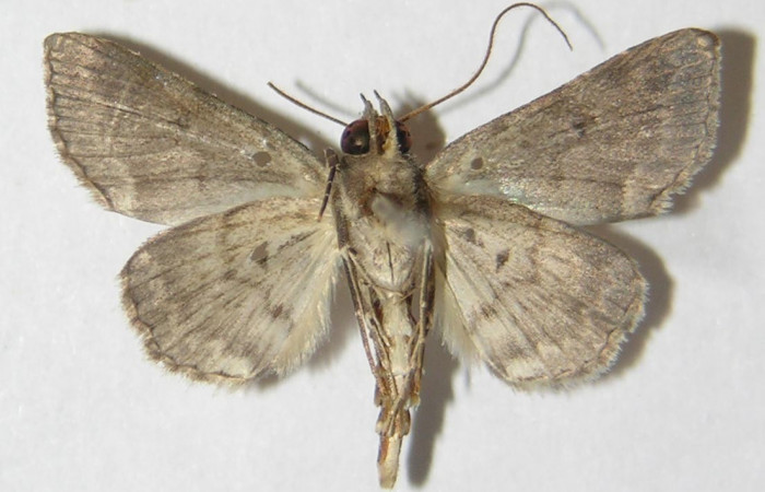 Fig. 5  Adulto <i>Antiblemma anthea</i>  ventral.  Macho. Voucher: 09-SRNP-73595-DHJ522143.jpg