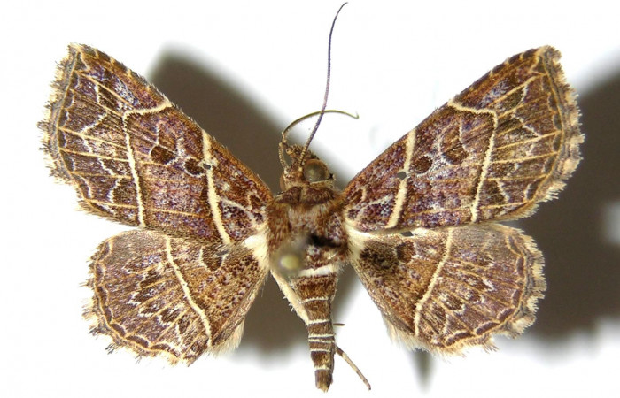 Fig.6  Adulto <i>Antiblemma fuscireticulata</i> parte dorsal,  comparación entre especies . Voucher: 05-SRNP-34800-DHJ328188.jpg