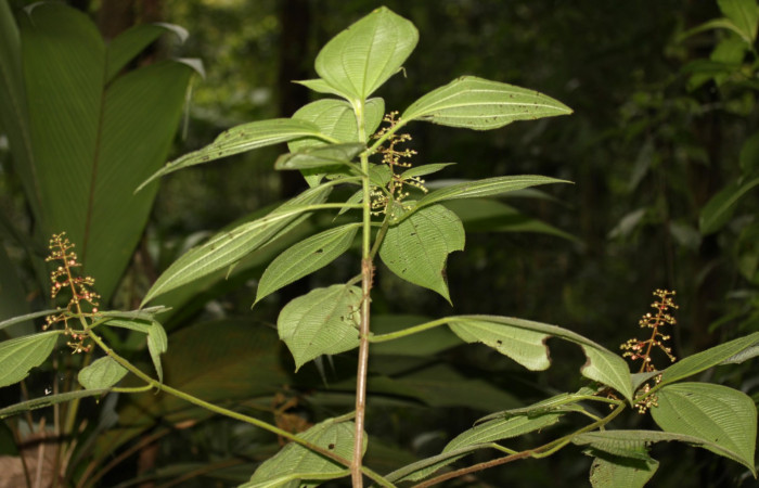  Fig.7 <i>Leandra grandifolia</i>  Estación Pitilla, Area de Conservación Guanacaste, planta hospedera de <i>Antiblemma anthea</i>.