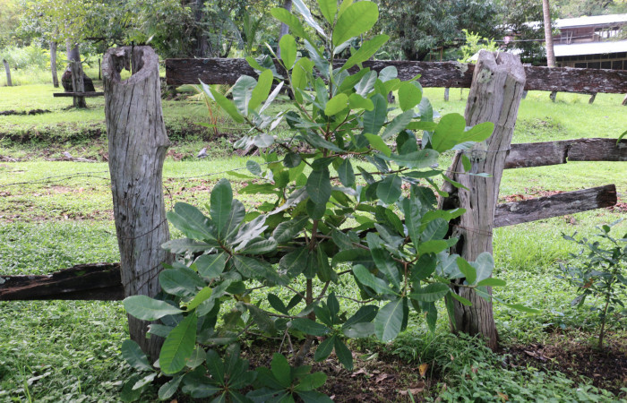 Fig. 12 Planta <i>Anacardium occidentale</i> introducido  (Anacardiaceae), hospedera de la larva <i>Paectes fuscescens</i>, (Euteliidae), Sector Mundo Nuevo. Foto Elieth cantillano. 24 Agosto 2020.