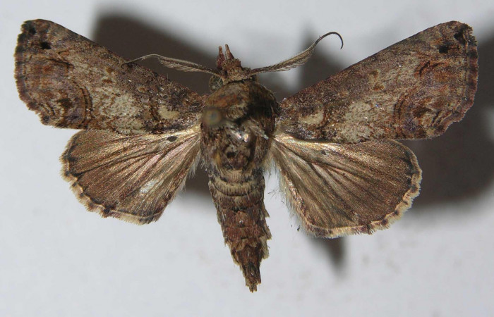 Fig.3 Adulto <i>Paectes fuscescens</i>, mostrando la parte dorsal. Voucher: 11-SRNP-23093-DHJ556984.