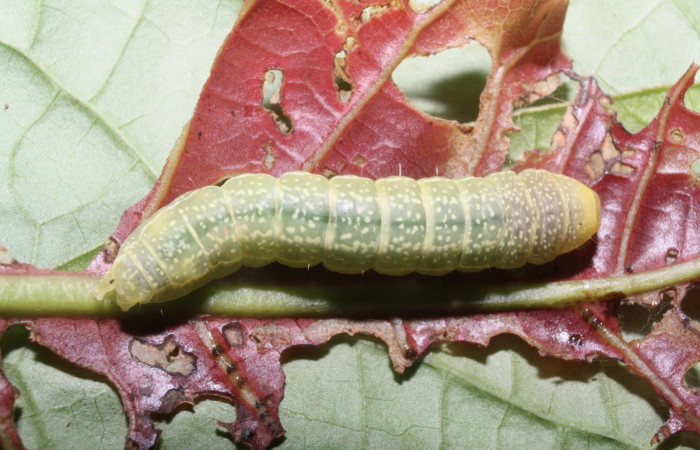 Fig. 5 Larva <i>Paectes fuscescens</i>, mostrando la parte dorsal entero. Voucher: 11-SRNP-23292-DHJ492884.jpg.