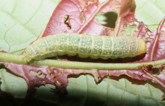 Fig. 6 Larva <i>Paectes fuscescens</i>, mostrando la parte dorsal entero. Voucher: 11-SRNP-23292-DHJ492886.jpg.