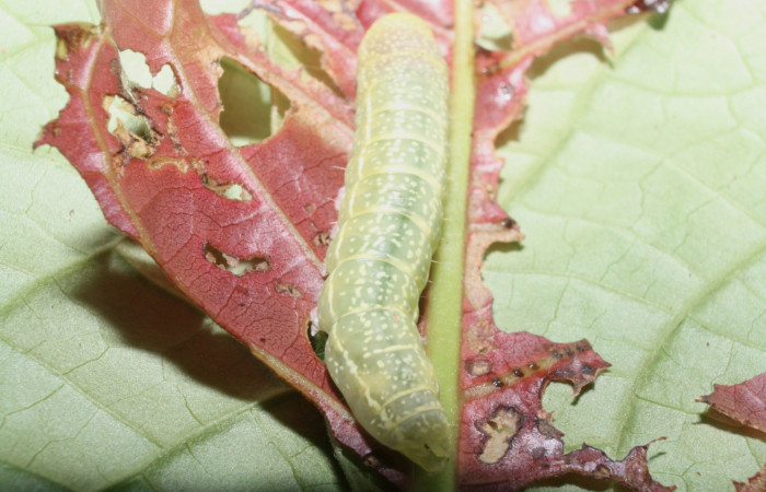 Fig. 7 Larva <i>Paectes fuscescens</i>, mostrando la parte espalda. Voucher: 11-SRNP-23292-DHJ492888.jpg.