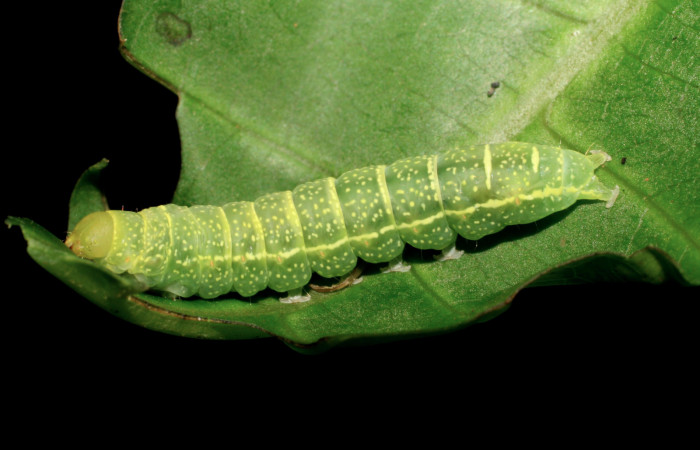 Fig. 8 Larva <i>Paectes fuscescens</i>, mostrando la parte lateral entero. Voucher: 07-SRNP-20857-DHJ419615.jpg.