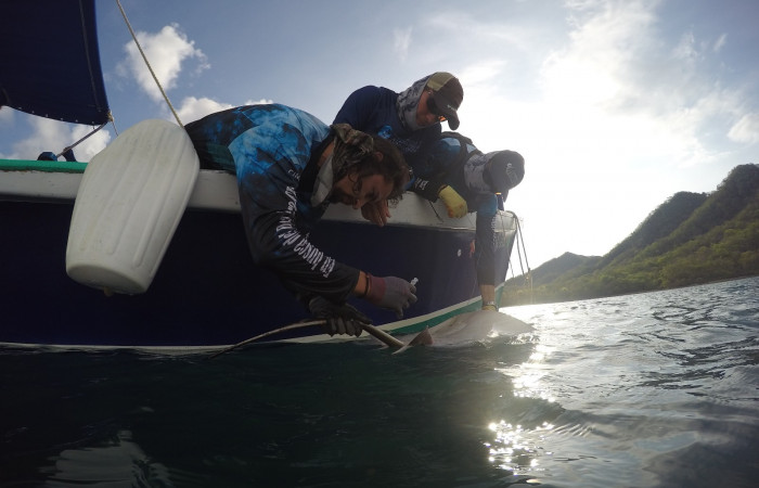 Proyecto monitoreo de rayas y tiburones en Bahía Santa Elena, 25 de mayo 2018, Fotografía: Beatriz Naranjo