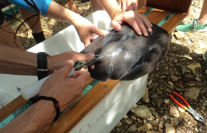 Proyecto monitoreo de rayas y tiburones en Bahía Santa Elena, 25 de mayo 2018, Fotografía: Jorge Valerio