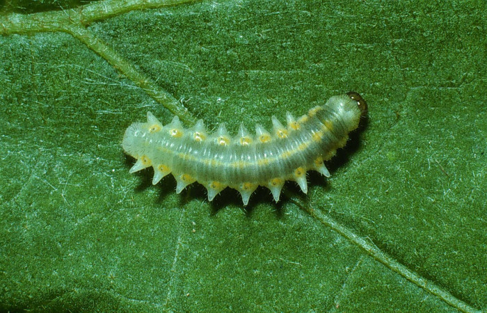 Figura 3. Larva <i>Mechanitis isthmia</i> (Nymphalidae), penúltimo estadío (PU) vista dorsal, localidad Sendero Nayo Sector Cacao ACG (1090m). Voucher: 03-SRNP-22263-DHJ77652.jpg.