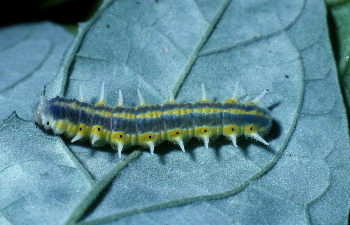 Figura 4. Larva <i>Mechanitis isthmia</i> (Nymphalidae), último estadío (U) vista lateral, localidad Quebrada Ruiz Sector Del Oro ACG (280m). Voucher: 04-SRNP-22141-DHJ83623.jpg.