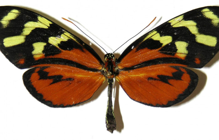 Figura 10. Adulto de <i>Mechanitis isthmia</i> (Nymphalidae), hembra vista dorsal, localidad Loaciga Sector Pitilla ACG (445m). Voucher: 05-SRNP-32077-DHJ308564.jpg.