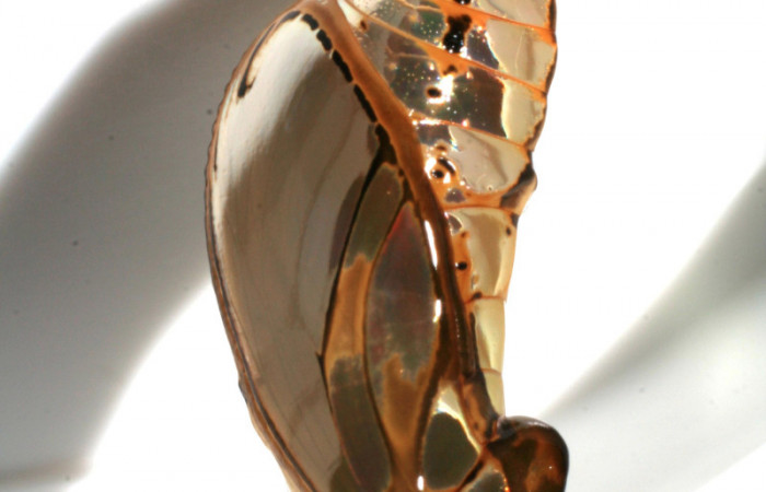 Figura 7. Pupa de <i>Mechanitis isthmia</i> (Nymphalidae), vista lateral, localidad Sendero colegio Sector San Cristóbal ACG (520m). Voucher: 06-SRNP-2511-DHJ410396.jpg.