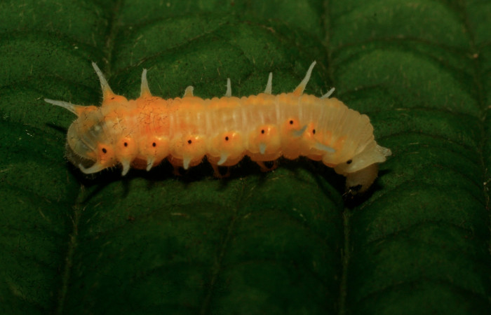 Figura 5. Larva <i>Mechanitis isthmia</i> (Nymphalidae) en estado de prepupa vista lateral, localidad Estación Biológica Quica Sector Pitilla ACG (470m). Voucher: 09-SRNP-73324-DHJ465727.jpg.