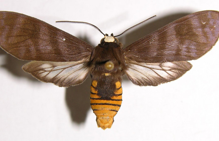 Figura 9. Adulto de <i>Pachydota saduca</i> (Erebidae), macho vista dorsal, localidad Finca Araya Sector El Hacha ACG (295m). Voucher: 02-SRNP-5869-DHJ93436.jpg.