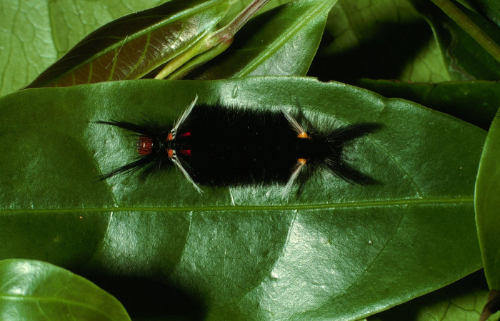 Figura 3. Larva <i>Pachydota saduca</i> (Erebidae), penúltimo estadío (PU) vista dorsal, localidad Sendero Nayo Sector Cacao ACG (1090m). Voucher: 03-SRNP-3389-DHJ72401.jpg.