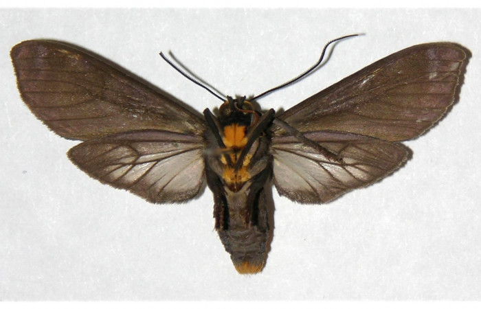 Figura 10. Adulto de <i>Pachydota saduca</i> (Erebidae), macho vista ventral, localidad Puente Rio Negro Sector Rincón Rain Forest ACG (295m). Voucher: 05-SRNP-41530-DHJ316249.jpg.