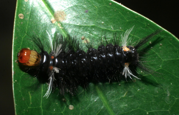 Figura 2. Larva <i>Pachydota saduca</i> (Erebidae), tercer estadío (PPU) vista dorsal, localidad Camino Pozo Tres Sector Mundo Nuevo ACG (733m). Voucher: 08-SRNP-57457-DHJ442985.jpg.