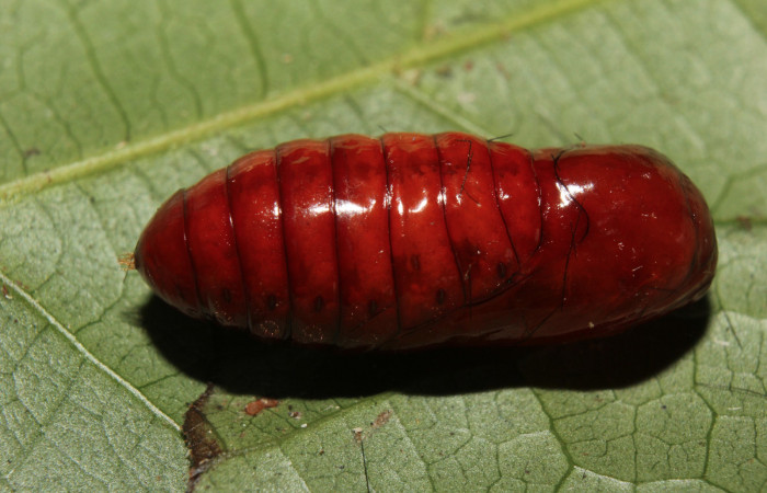 Figura 6. Pupa de <i>Pachydota saduca</i> (Erebidae), vista dorsal, localidad Gazo Sector Pitilla ACG (485m). Voucher: 14-SRNP-70668-DHJ722745.jpg.
