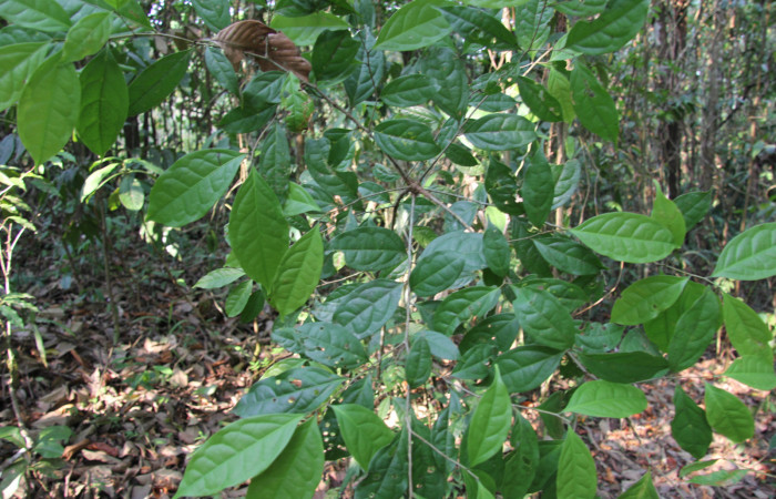 Figura 11. Planta hospedera de <i>Pachydota saduca</i> (Erebidae), esta planta se llama <i>Nectandra umbrosa</i> (Lauraceae), localidad Sendero Manguera Estación Biológica Quica Sector Pitilla ACG (470m).