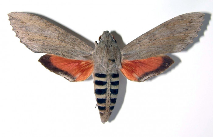 Fig. 20. Vista dorsal de adulto de <i>Erinnyis</i> elloDHJ01 (Sphingidae). Voucher: 00-SRNP-1537- DHJ95318.jpg
