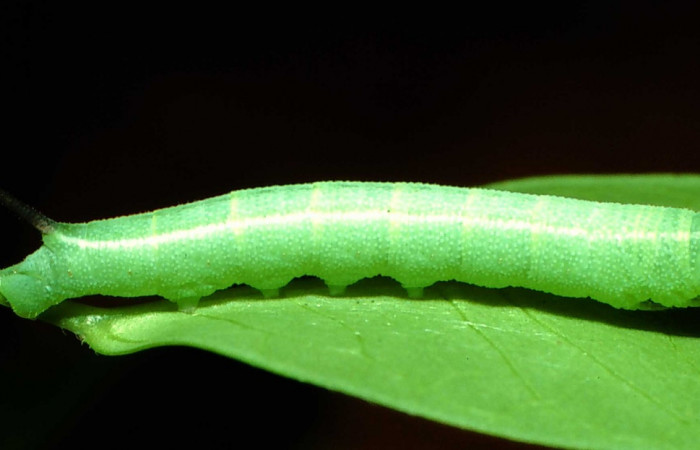 Fig. 29. Vista lateral de <i>Erinnyis obscura</i> (Sphingidae). En estadio intermedio. Voucher: 01-SRNP-9731-DHJ58650.jpg