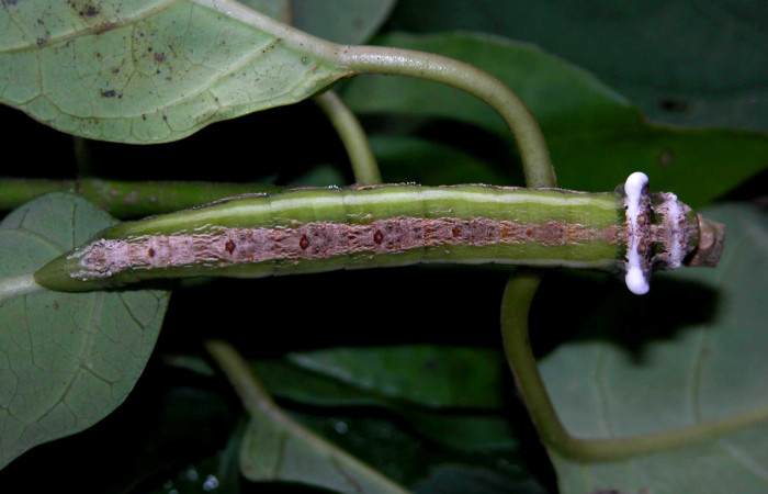 Fig. 1. Vista dorsal de <i>Erinnyis lassauxii</i> (Sphingidae). Lo blanco que tiene la larva lo usa para mimetismo haciendo parecer que tiene látex del bejuco del cual se alimenta, <i>Macroscepis obovata</i> (Asclepiadaceae).Voucher: 04-SRNP-47318-DHJ401864.jpg.
