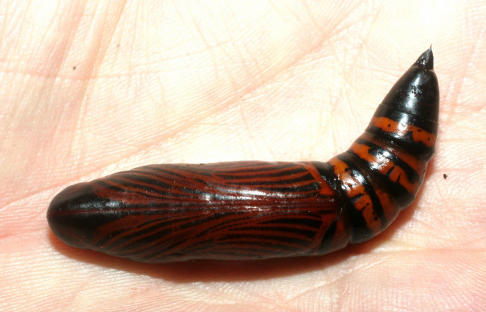 Fig. 13. Vista dorsal de la pupa de <i>Erinnyis lassauxii</i> (Sphingidae). Voucher: 09-SRNP-13199-DHJ456159.JPG