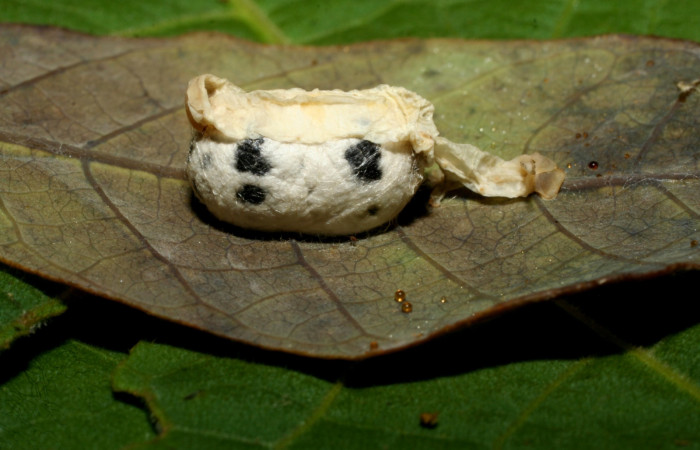 Fig. 38. Capullo de parásitos (Ichneumonidae) <i>Cryptophion</i> espinozaiDHJ01 en <i>Erinnyis ello</i> (Sphingidae). Voucher: 09-SRNP-30570- DHJ458201.JPG