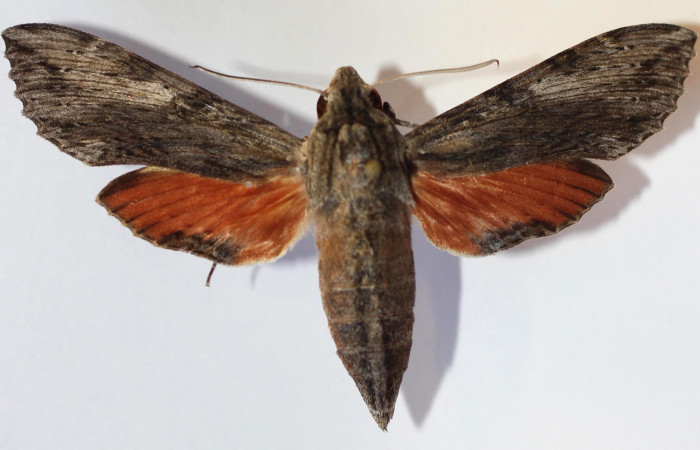 Fig. 23. Vista dorsal de aduto de <i>Erinnyis obscura</i> (Sphingidae). Voucher: 14-SRNP-70642- DHJ586498.jpg