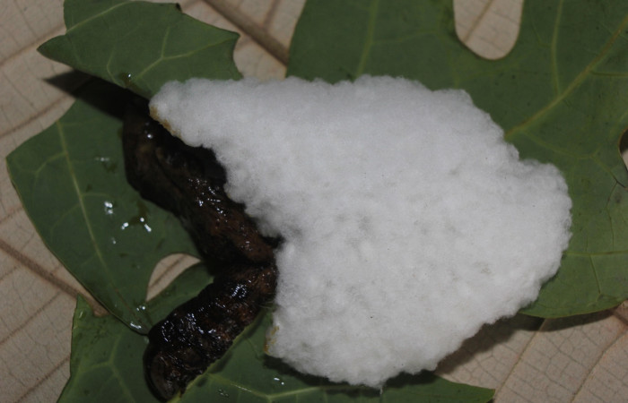 Fig. 36. Capullos de parásitos <i>Cortesia</i> Whitfield16 (Braconidae) al lado del cadáver de <i>Erinnyis ello</i> (Sphingidae). Voucher: 14-SRNP-71267- DHJ723621.jpg