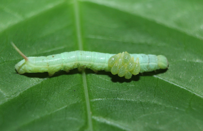 Fig. 33. Vista de parásitos Eulophidae sobre <i>Erinnyis ello</i> (Sphingidae). Voucher: 15-SRNP-72416- DHJ732214.jpg